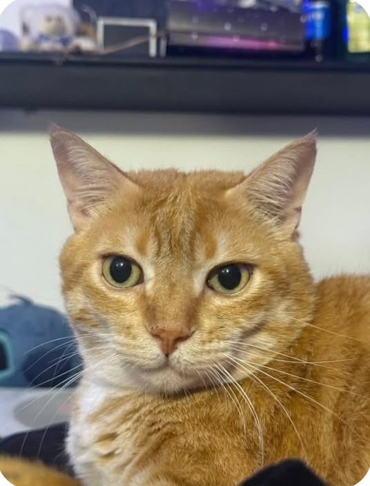 Pallino, un gatto rosso
